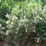 Euonymus