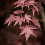 Javor dlaňovitolistý Atropurpureum