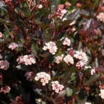 Physocarpus opulifolius Little Devil