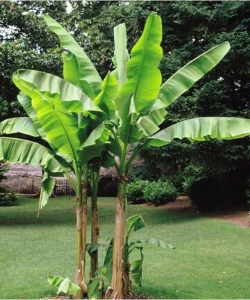 musa basjoo