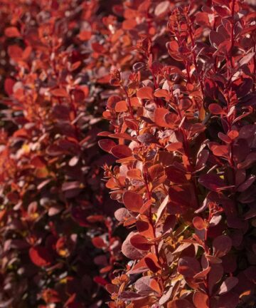 Berberis Red Rocket