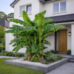 Mrazuvzdorný Banánovník <br> Musa Basjoo