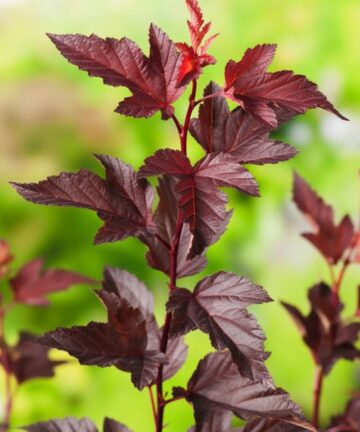 Physocarpus opulifolius Diable d'Or