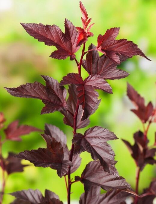 Physocarpus opulifolius Diable d'Or