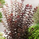 Physocarpus opulifolius Diable d'Or