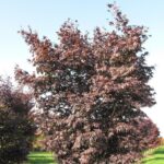 Javor dlaňovitolistý Atropurpureum