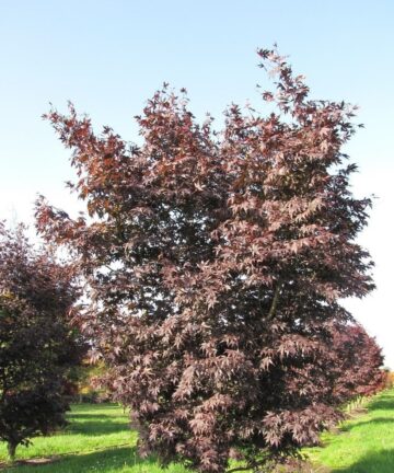 Javor dlaňovitolistý Atropurpureum