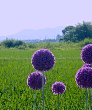 allium akita