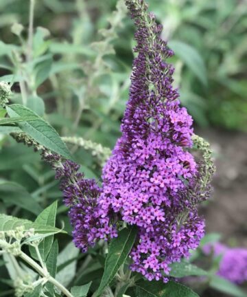 Budleja Rêve Papillon Lavande