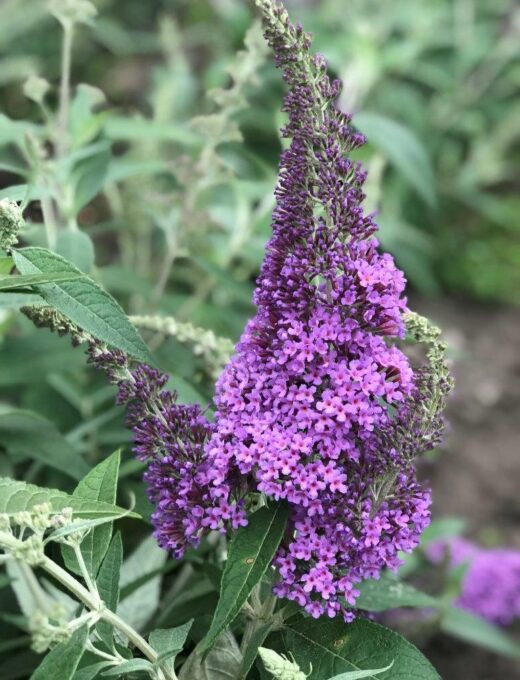 Budleja Rêve Papillon Lavande