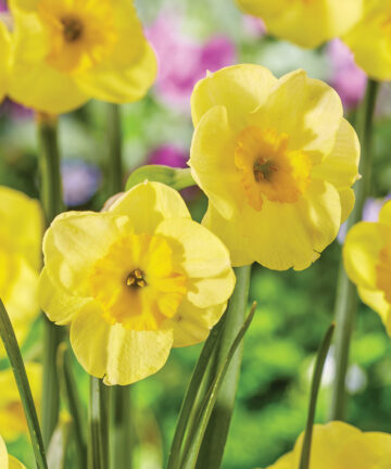 Narcis Sun Disc