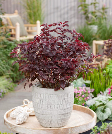 Physocarpus opulifolius Little Angel