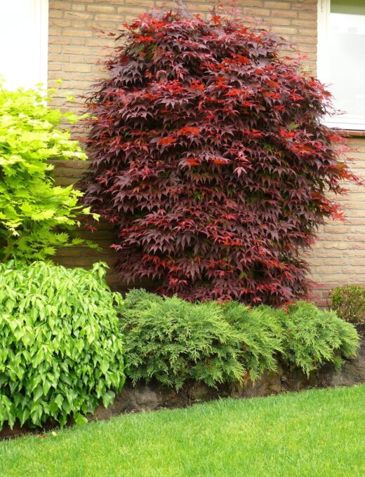 Javor dlaňovitolistý Atropurpureum