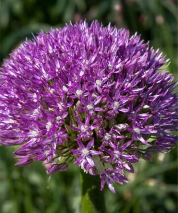 allium akita