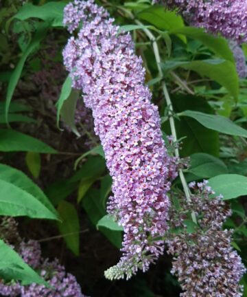 Budleja Orchid Beauty