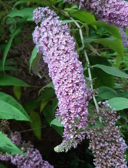 Budleja Orchid Beauty