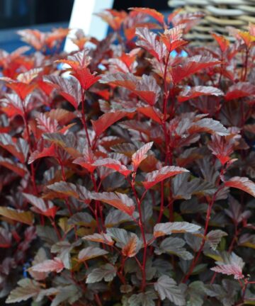 Physocarpus opulifolius Little Angel