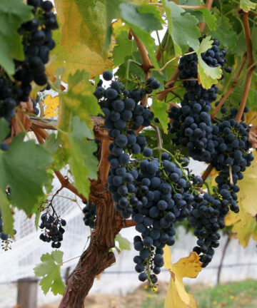 Vinič Boskoop Glory