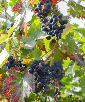 Vinič Boskoop Glory