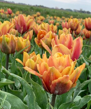 tulipán callahan