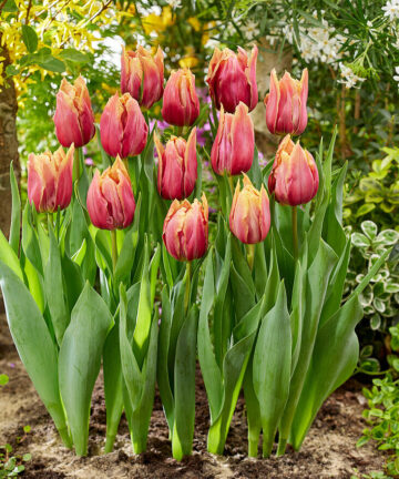 tulipán callahan