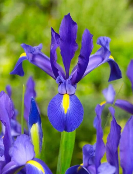 Iris blue magic