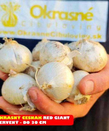 red giant
