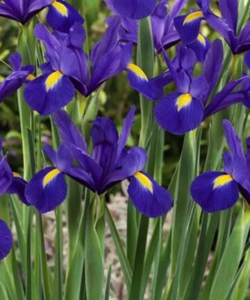Iris blue magic