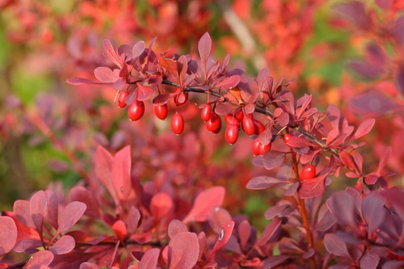 berberis-thunbergii