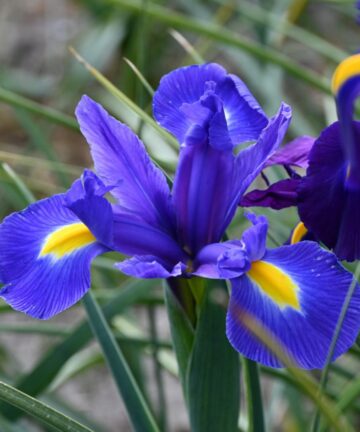 Iris blue magic