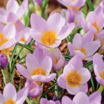 Krokus Firefly
