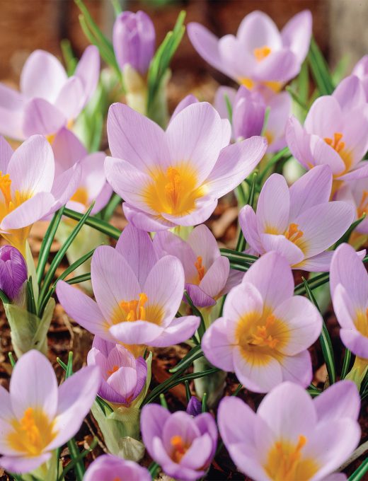Krokus Firefly