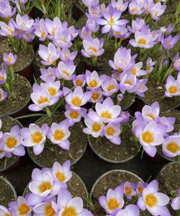 Krokus Firefly