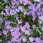 Krokus Lilac Beauty