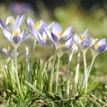Krokus Lilac Beauty