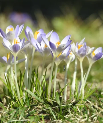 Krokus Lilac Beauty