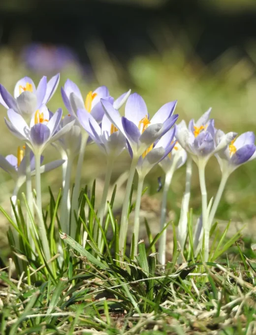 Krokus Lilac Beauty