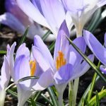 Krokus Lilac Beauty