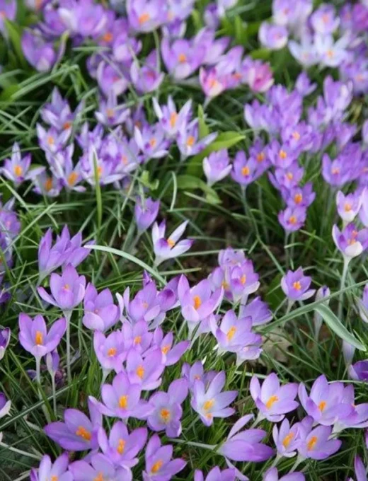 Krokus Lilac Beauty