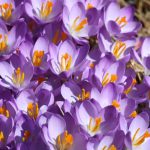 Krokus Lilac Beauty