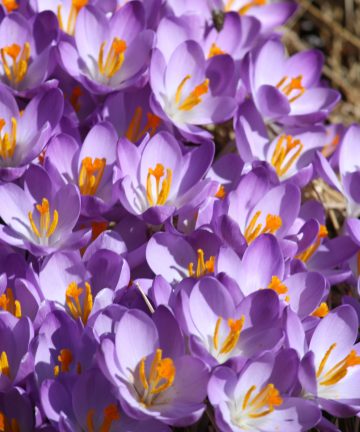 Krokus Lilac Beauty