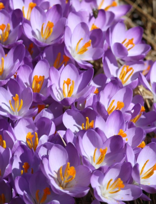 Krokus Lilac Beauty