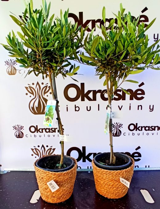 Oliva 75-90 cm
