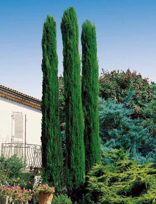 Cyprus vždyzelený Totem 2.jpg