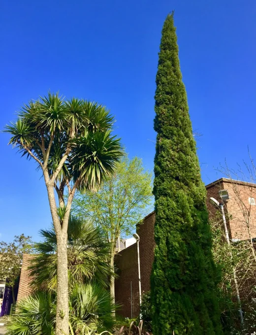 Cyprus vždyzelený Totem.jpg