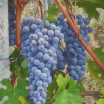 Vinič Vinifera Blue