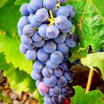 Vinič Vinifera Blue
