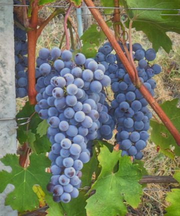Vinič Vinifera Blue