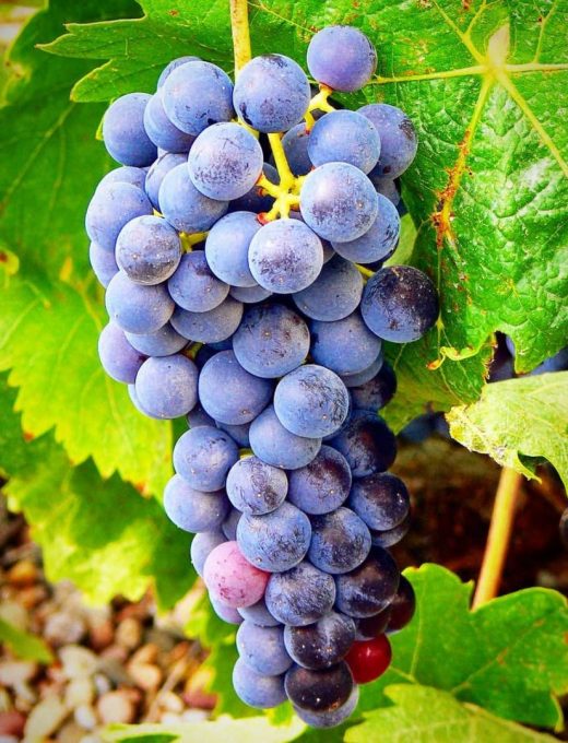 Vinič Vinifera Blue
