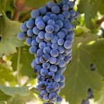 Vinič Vinifera Blue
